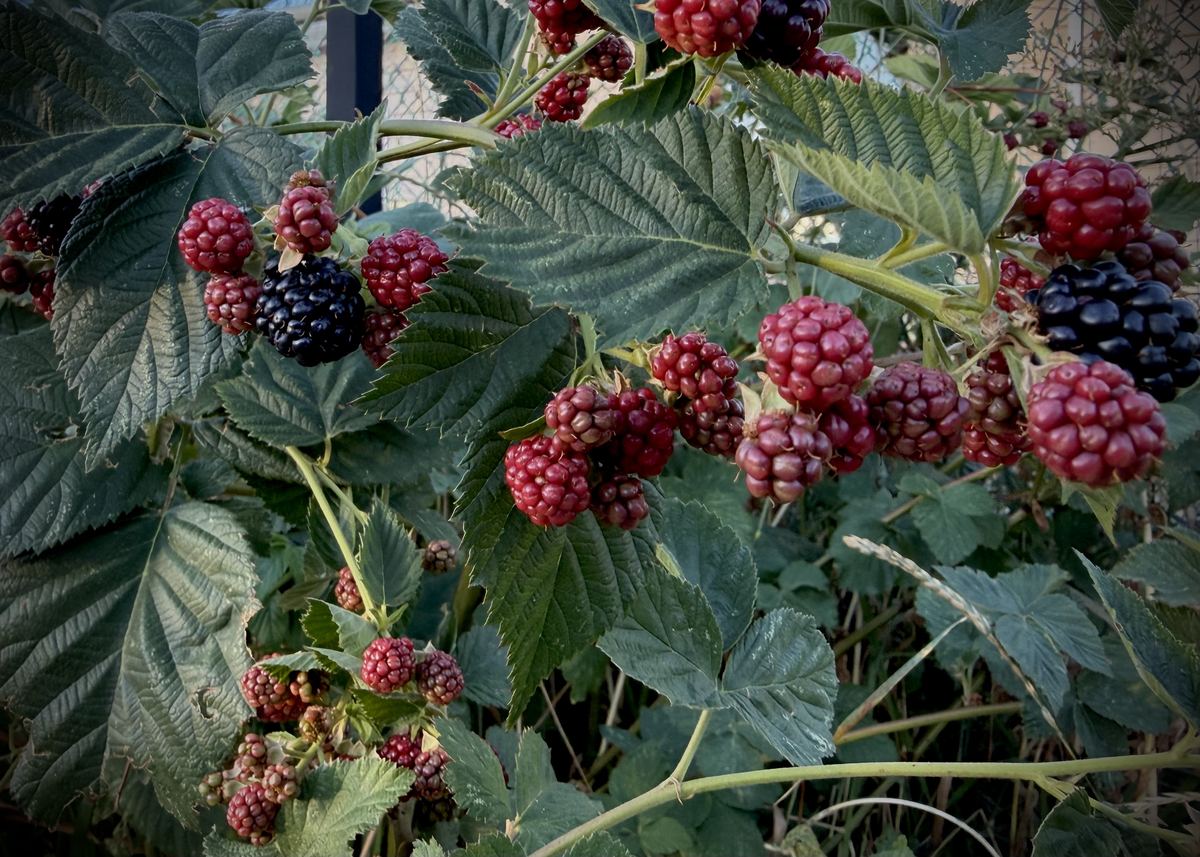 Blackberry