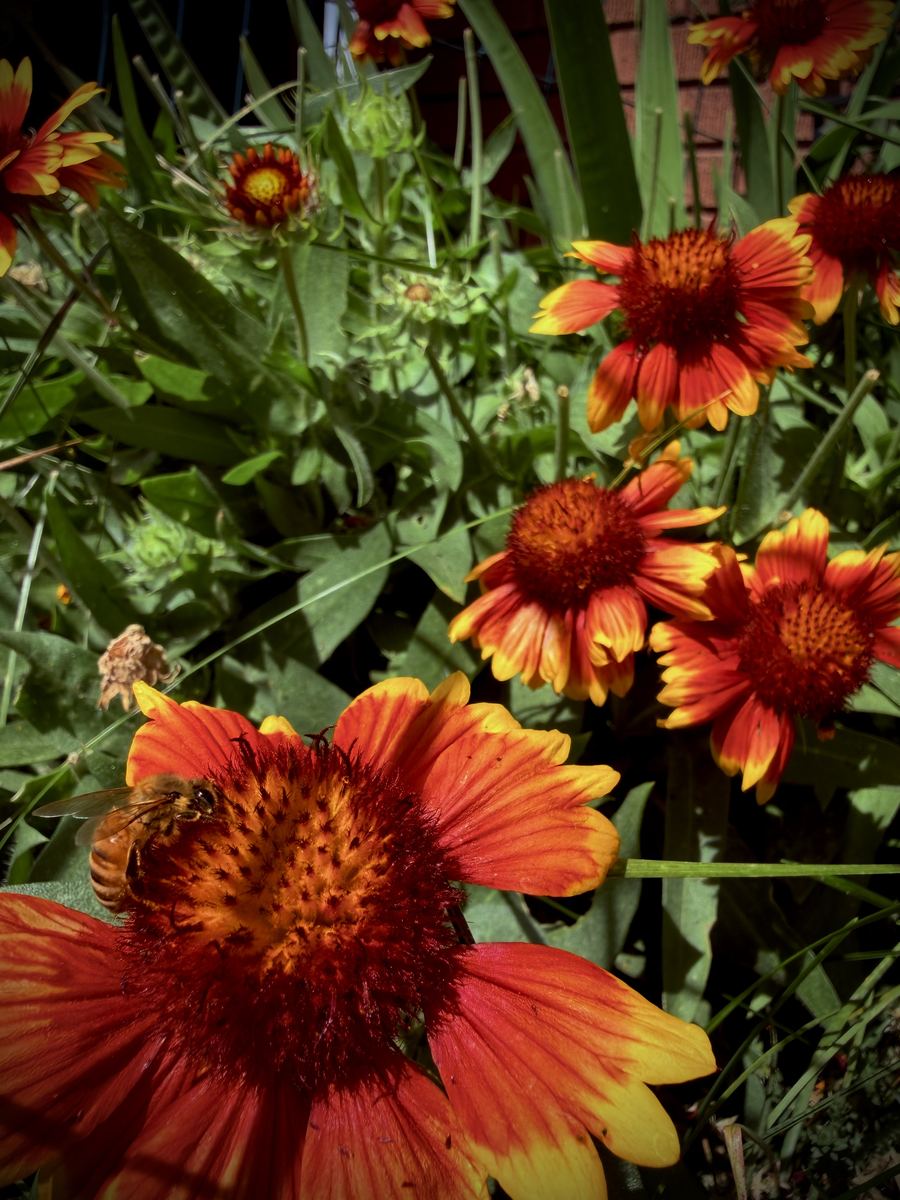 Blanket flowers growing in the Root & Brass garden