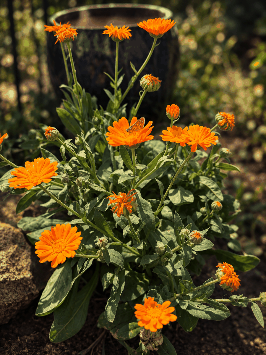 Calendula from the Root & Brass garden