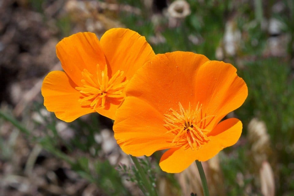 California Poppy