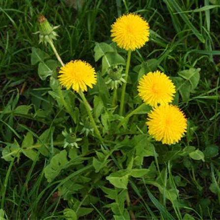 Dandelion