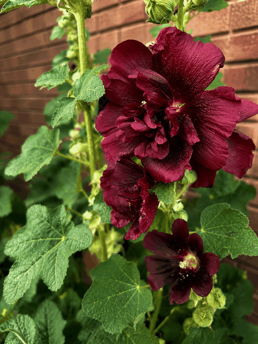 Hollyhock