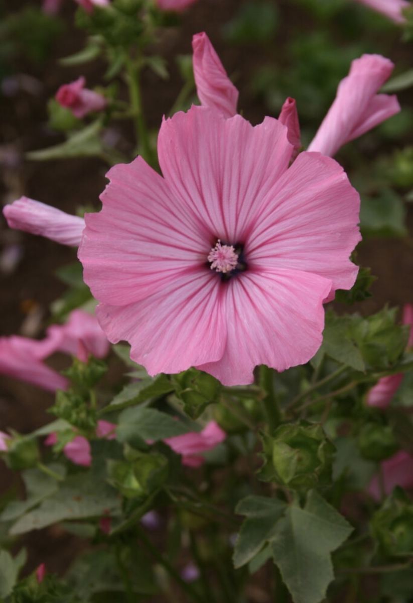 Mallow
