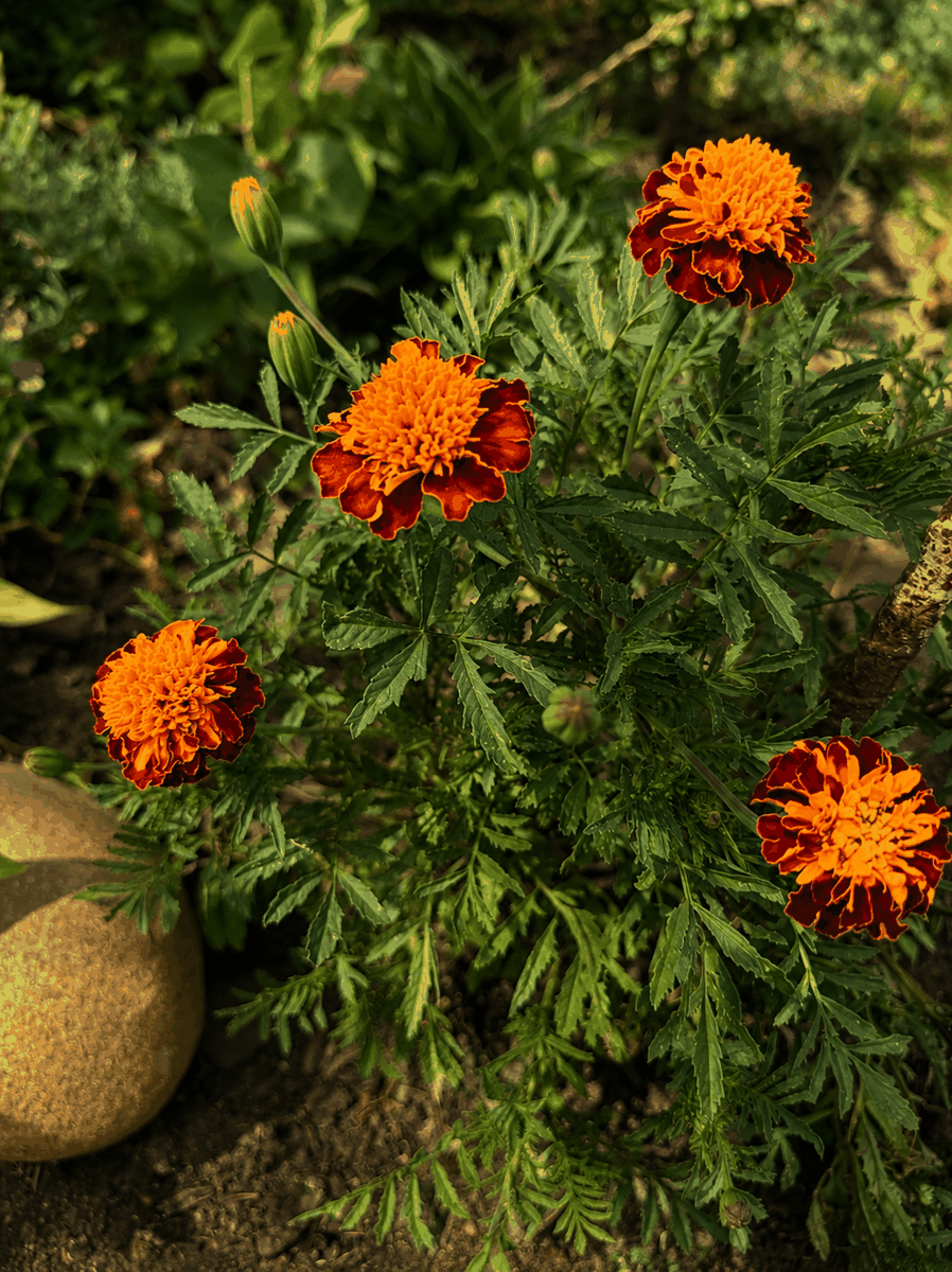 Marigold
