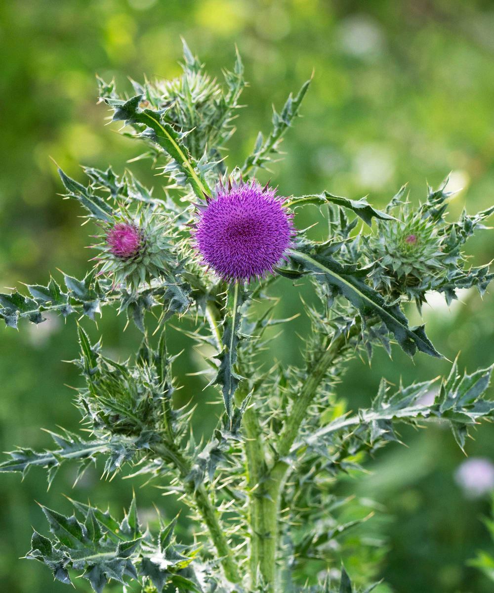 Milk Thistle