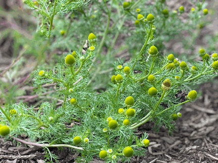 Pineapple Weed