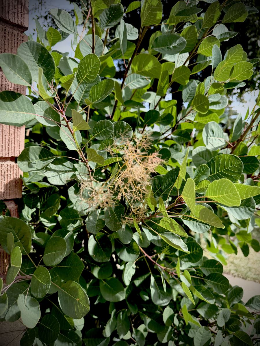 Smoke Bush