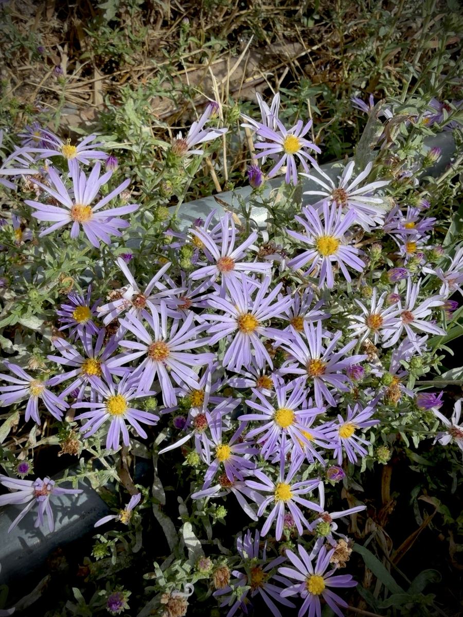 Wild Aster